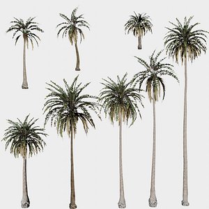 3D 8 in 1 Palm Trees Collection - Game Assets - Low Poly