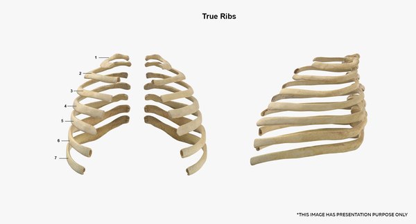Human Female Skeleton Getting Up Poses Collection 01 - 6 models3Dモデル ...