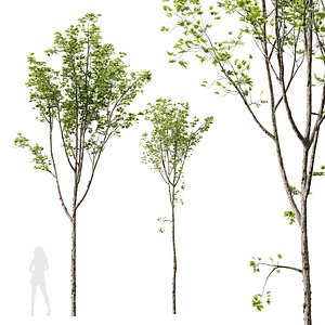 HQ Plants Acer Pseudoplatanus02 3D model