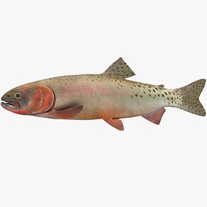 Colorado River Cutthroat Trout