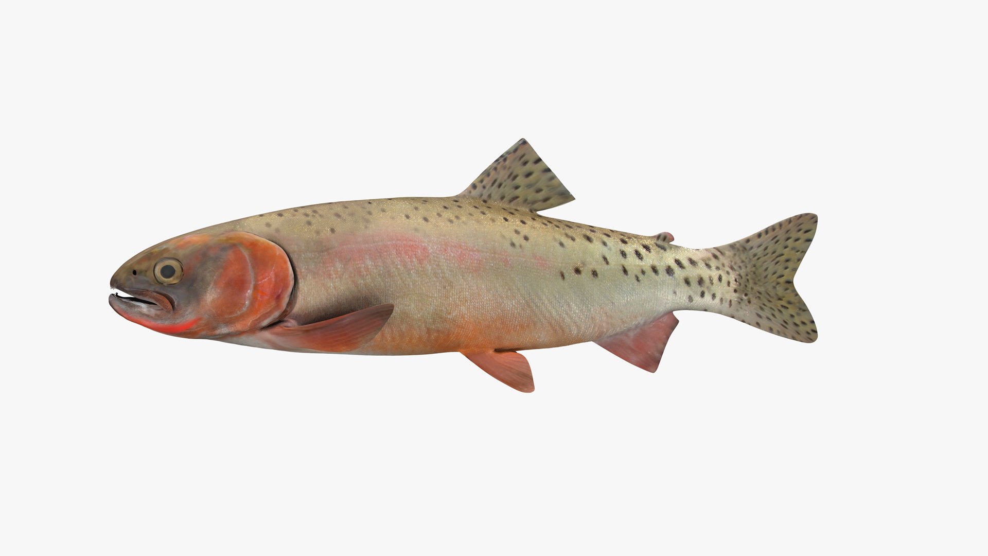 Fish Facts: Colorado River Cutthroat Trout (Oncorhyncus clarkii