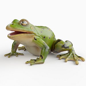 3D Frog Body Static