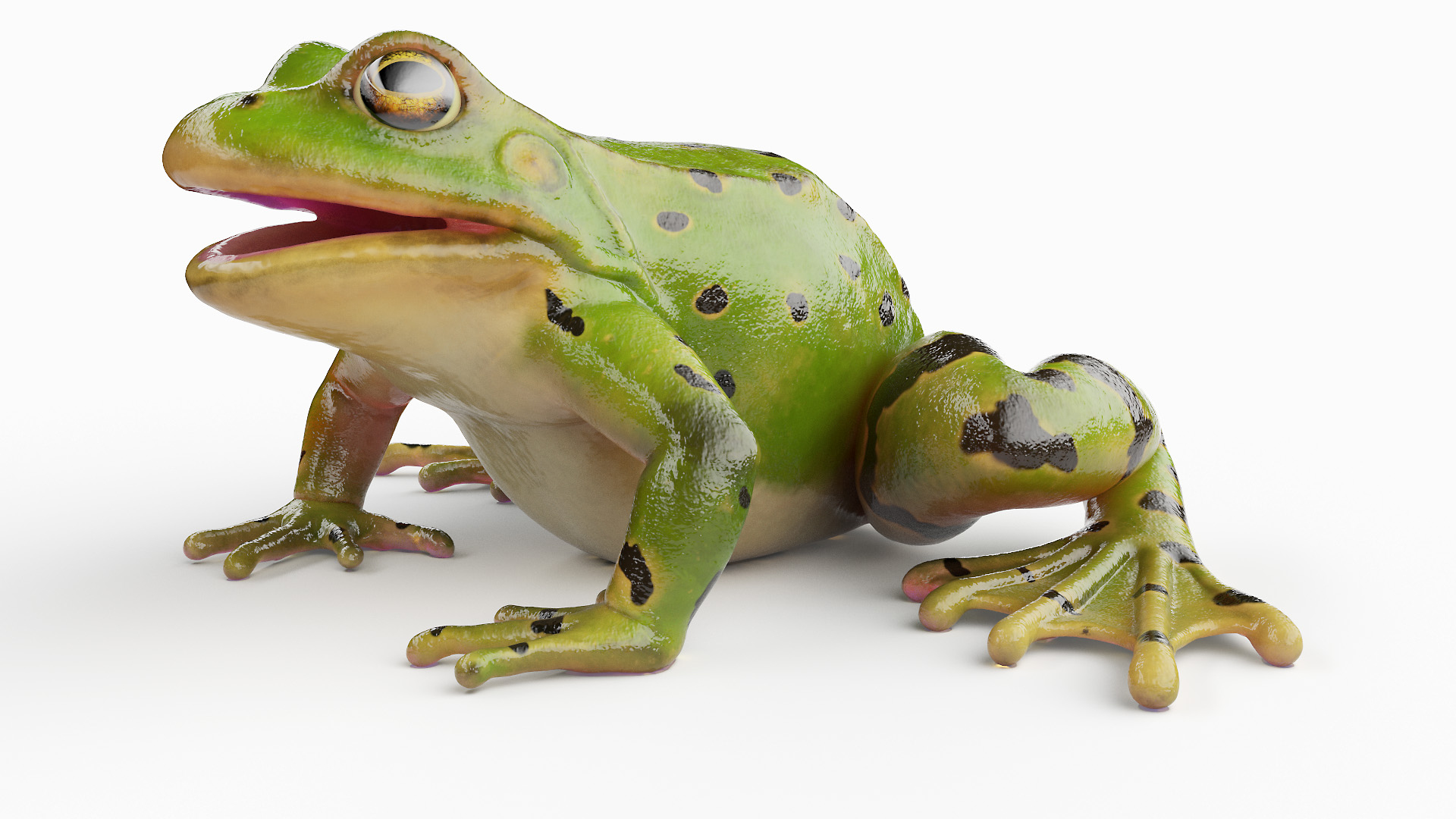 3D Frog Body Static - TurboSquid 1906082