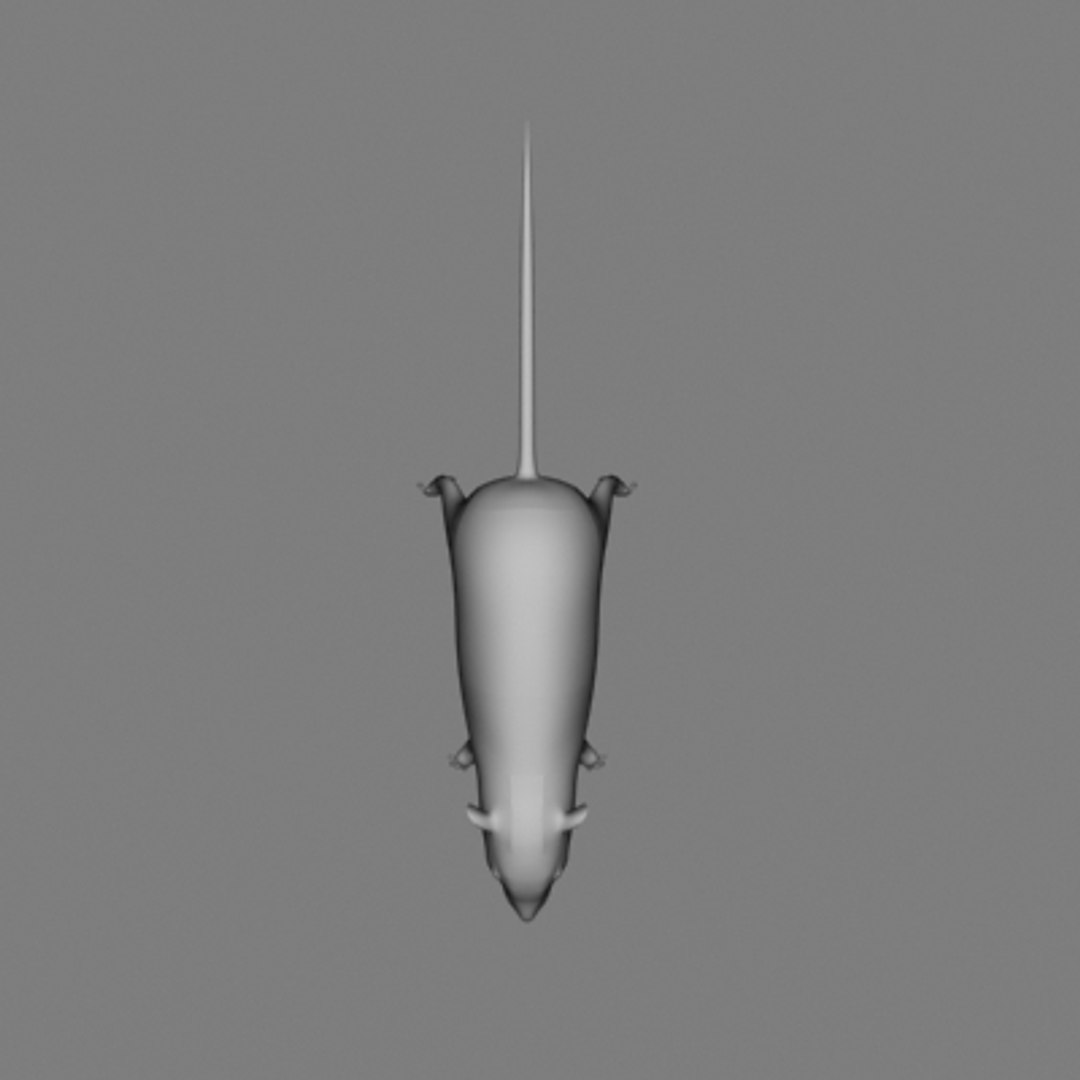 3d model rat rodent mouse https://p.turbosquid.com/ts-thumb/7k/X5pprB/pxbNXk34/rathi.3ds_thumbnail3/jpg/1036687702/1920x1080/fit_q87/c911b83a6013ac98f7e9d6ab3ebfa2fcc7c0e632/rathi.3ds_thumbnail3.jpg