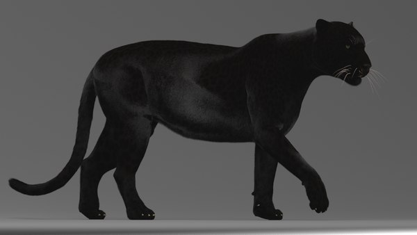 Panther rigged 3D - TurboSquid 1338580