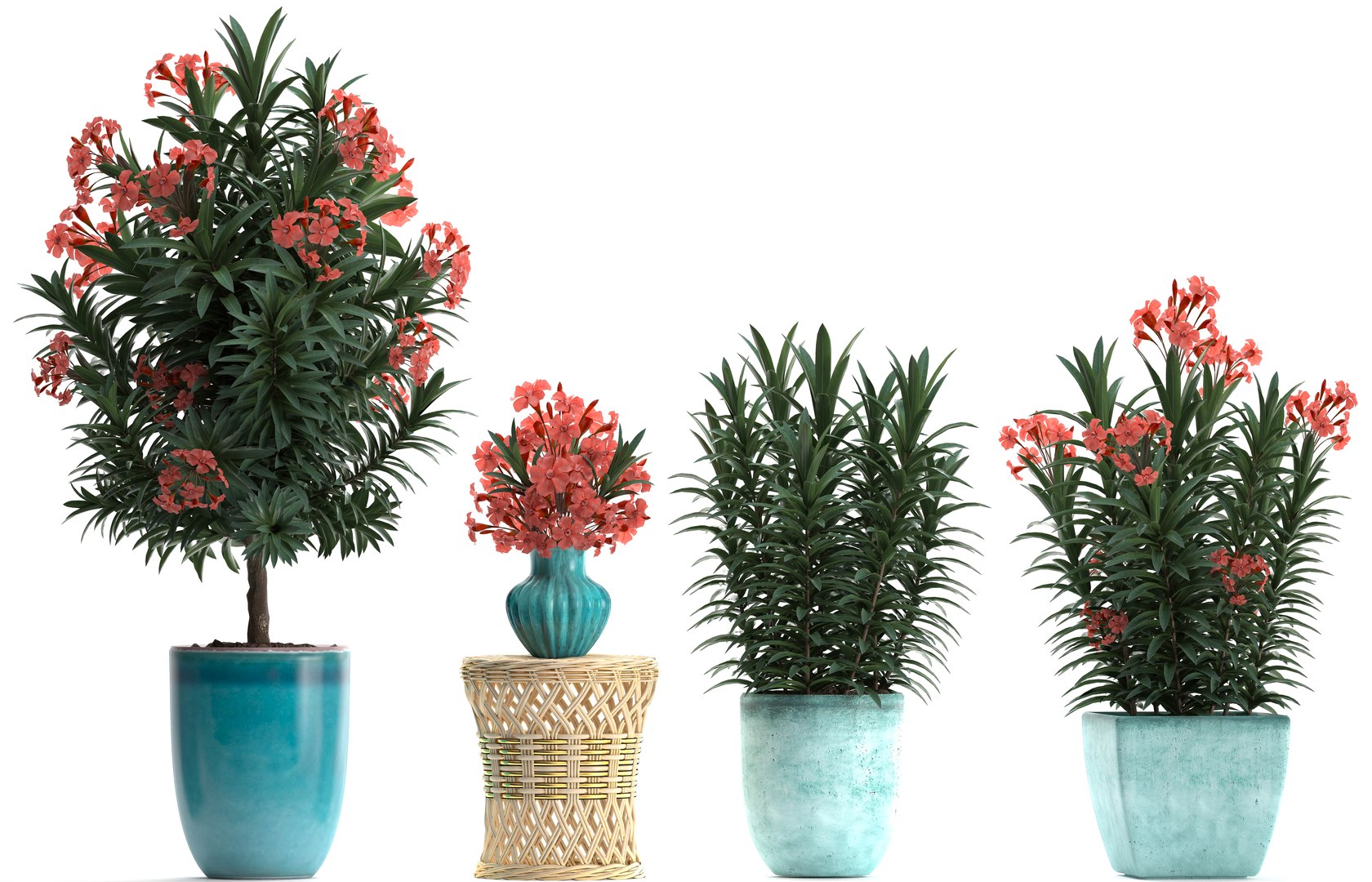 3D model nerium oleander red https://p.turbosquid.com/ts-thumb/7l/3FHA2T/89FmOr5X/oleander24011906/jpg/1548417168/1920x1080/fit_q87/0392aa970ae6f4df173ad66f955860068894b232/oleander24011906.jpg