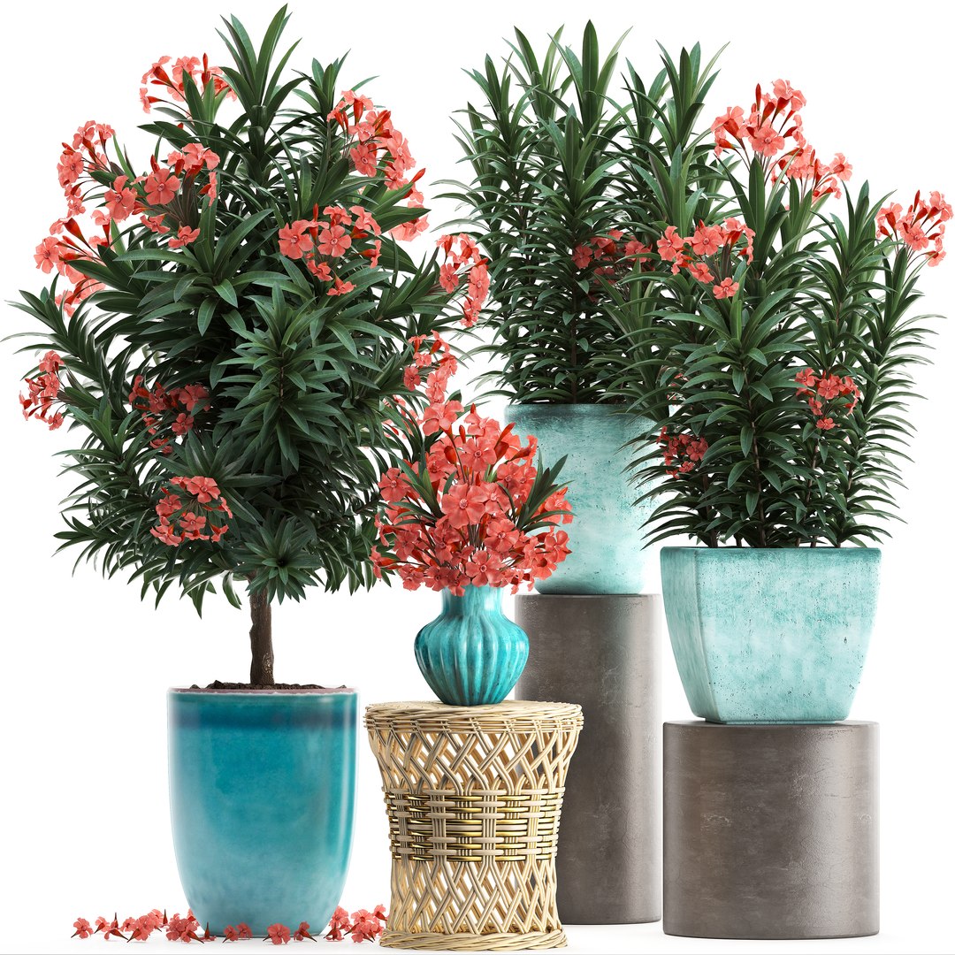 3D model nerium oleander red https://p.turbosquid.com/ts-thumb/7l/3FHA2T/EENmbbMi/oleander24011901/jpg/1548417167/1920x1080/fit_q87/bf58cadfa09e8fdec72a6842057a5fcc3400ec1b/oleander24011901.jpg