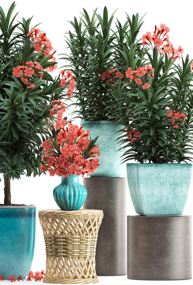 3D model nerium oleander red https://p.turbosquid.com/ts-thumb/7l/3FHA2T/GqADYx2M/oleander24011903/jpg/1548417167/1920x1080/fit_q87/1998f4bd080f9824130b27ed4da30ae330c7cc1f/oleander24011903.jpg