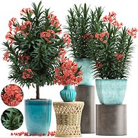 Collection Nerium oleander red