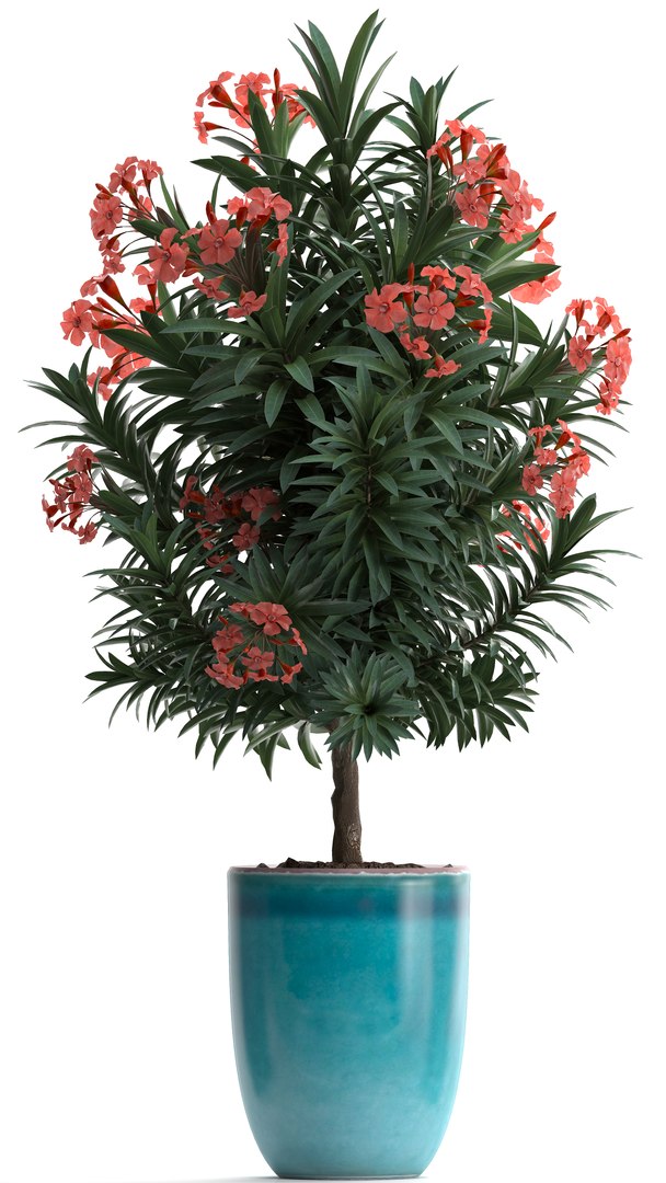 3D model nerium oleander red https://p.turbosquid.com/ts-thumb/7l/3FHA2T/JUdihglZ/oleander24011907/jpg/1548417168/1920x1080/fit_q87/5e72a74a0fac62f3caa9032759c63a860988d179/oleander24011907.jpg