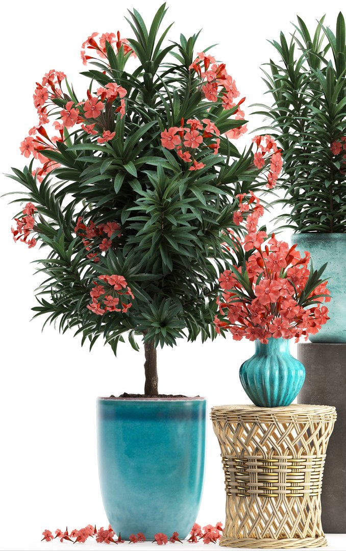 3D model nerium oleander red https://p.turbosquid.com/ts-thumb/7l/3FHA2T/NYdje3Kx/oleander24011902/jpg/1548417167/1920x1080/fit_q87/272391f2c59596666ae8e6500341e36307316dff/oleander24011902.jpg