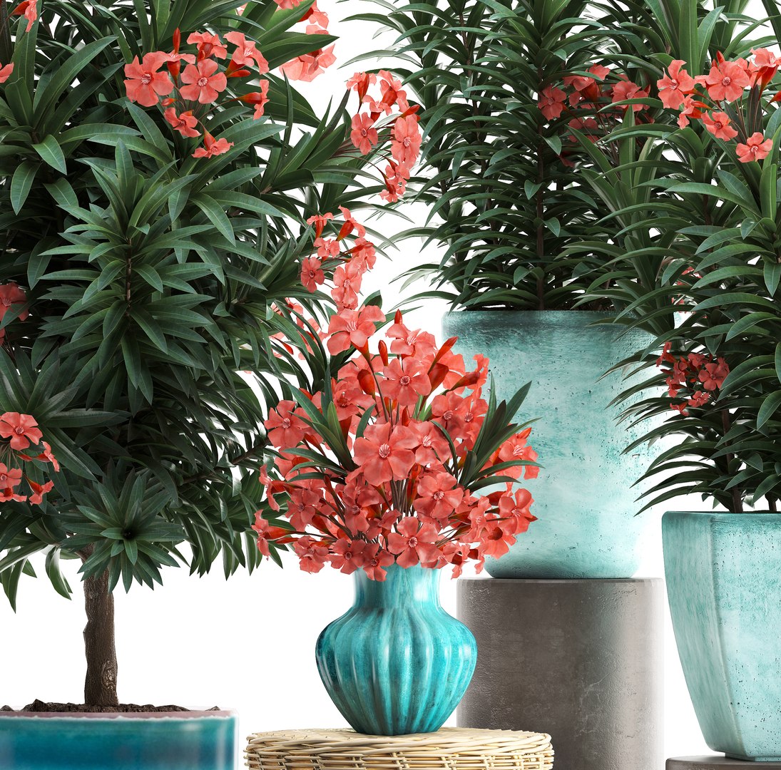 3D model nerium oleander red https://p.turbosquid.com/ts-thumb/7l/3FHA2T/OmCVlpX5/oleander24011904/jpg/1548417167/1920x1080/fit_q87/771a31bda252324c066f4e25611368b4c5f52042/oleander24011904.jpg