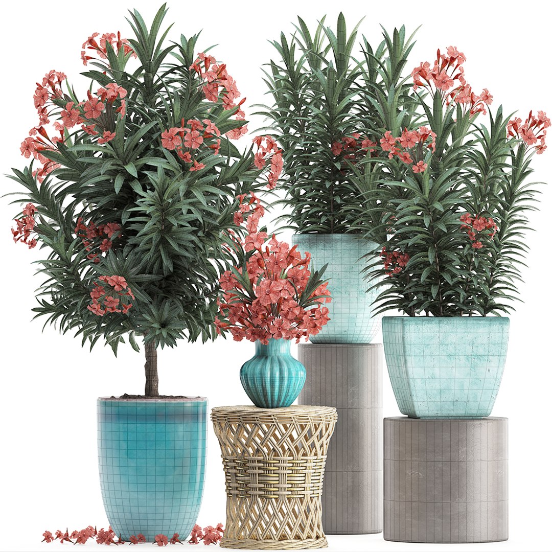 3D model nerium oleander red https://p.turbosquid.com/ts-thumb/7l/3FHA2T/cp1qwaEP/oleander24011910/jpg/1548417168/1920x1080/fit_q87/585405eef2b77620ae179cc8a200e1936456a033/oleander24011910.jpg