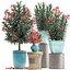Collection Nerium oleander red
