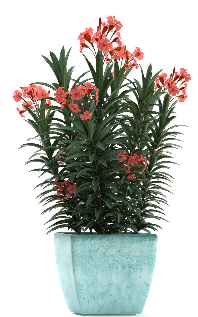3D model nerium oleander red https://p.turbosquid.com/ts-thumb/7l/3FHA2T/ixjgsu6p/oleander24011914/jpg/1548417168/1920x1080/fit_q87/f5dfde264de2664c2112394669b9e9e2fddc5d99/oleander24011914.jpg