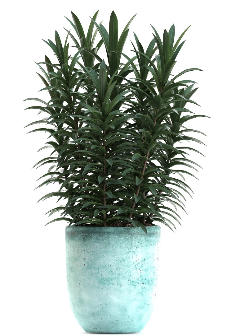 3D model nerium oleander red https://p.turbosquid.com/ts-thumb/7l/3FHA2T/tC5UPQaX/oleander24011913/jpg/1548417168/1920x1080/fit_q87/f1b70c039f5cc25091247840d93d4511d5c26ea9/oleander24011913.jpg