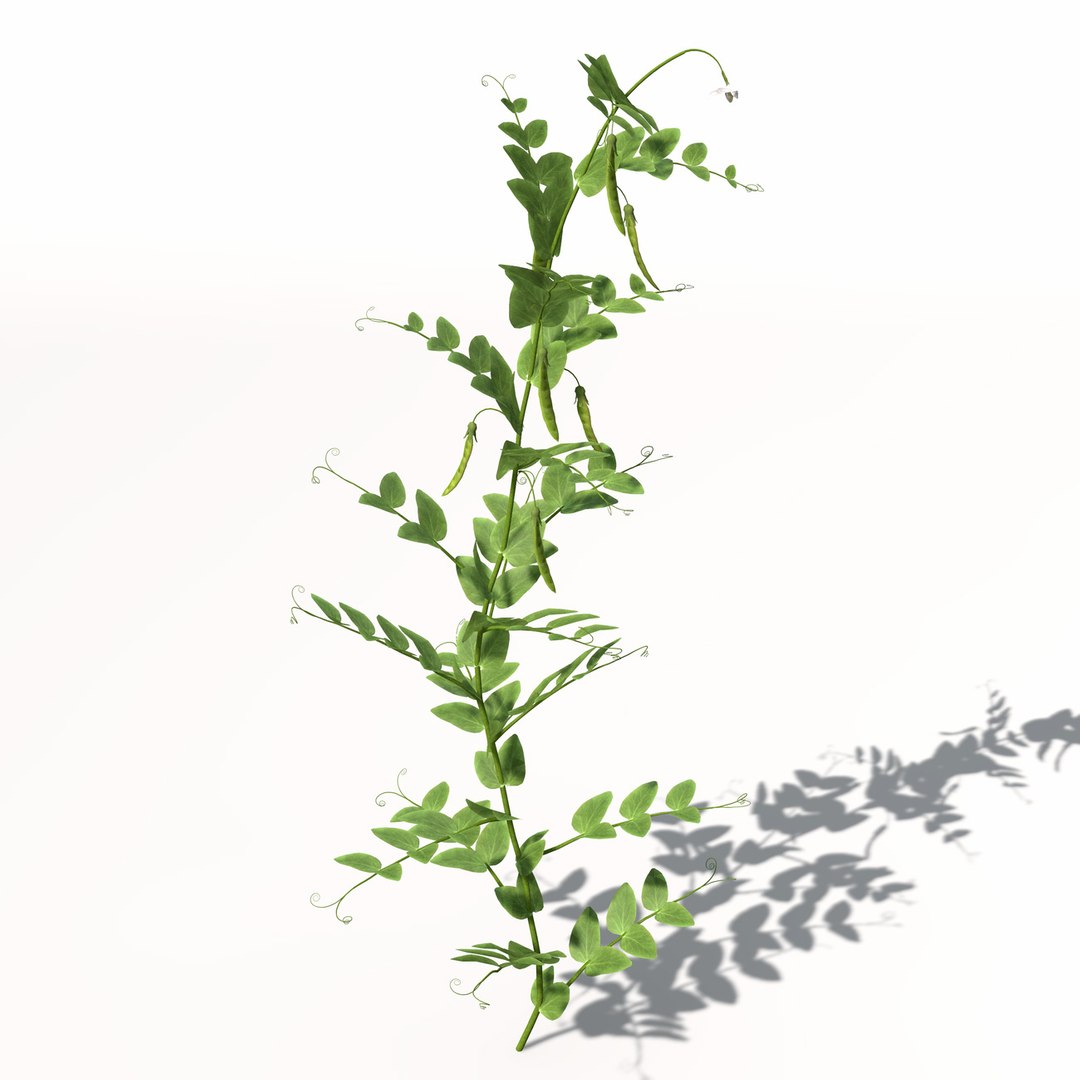 peas plant 3d model https://p.turbosquid.com/ts-thumb/7l/3pmcVr/X5eEGlpE/hg17peas7/jpg/1462561456/1920x1080/fit_q87/fe5debd0ae79b96092ede689753664195b53a2d4/hg17peas7.jpg