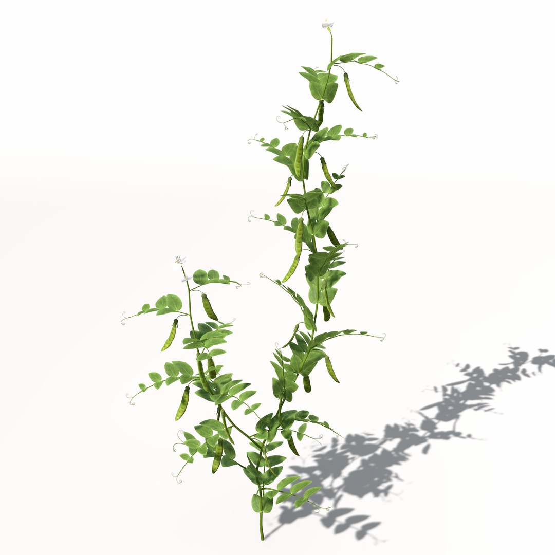 peas plant 3d model https://p.turbosquid.com/ts-thumb/7l/3pmcVr/qy8IEV5o/hg17peas9/jpg/1462561456/1920x1080/fit_q87/64391867790b969fac55a741ddb697b8dd9b34af/hg17peas9.jpg