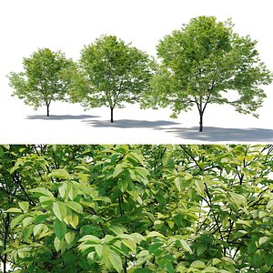 Plum tree 02