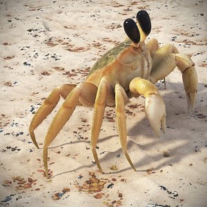 Ghost Crab Crustacean Beige Looking Pose Fur for Cinema 4D