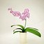Orchidea