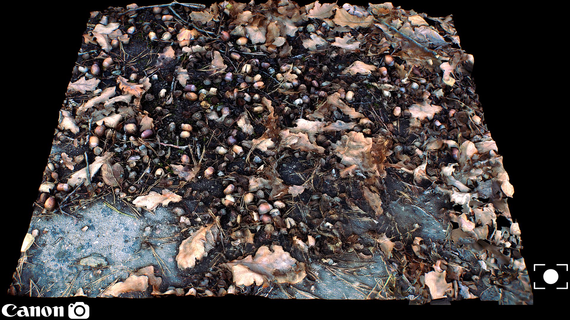 Free Ground Forrest Photogrammetry FREE 3D - TurboSquid 2224599
