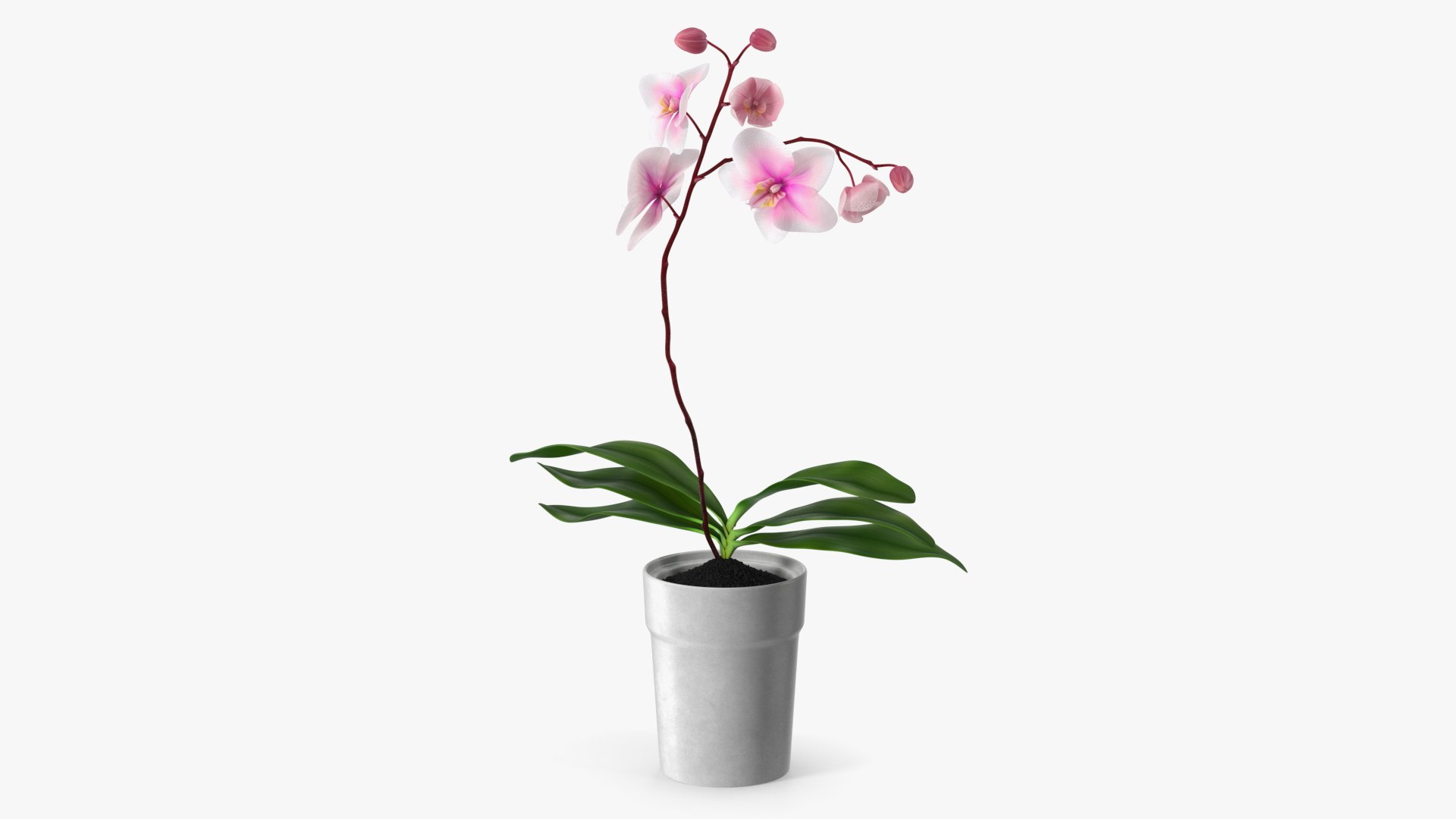 Orchid in White Pot 3D model preview