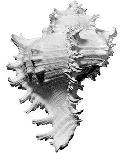 free scan ramose murex sea shell 3d model