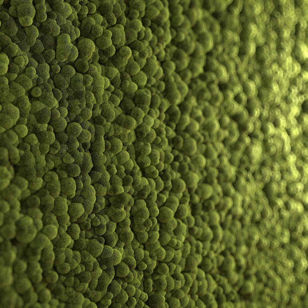 3d model photorealistic moss https://p.turbosquid.com/ts-thumb/7l/TGlRwE/8vnmrRFn/moss_fx02/jpg/1459956137/1920x1080/fit_q87/6e1d6ebbc58109207267cf94f7082f88f8919573/moss_fx02.jpg