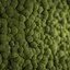 moss fx