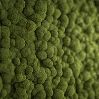 moss fx