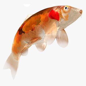 3D Japanese Carp Fish Rigged L1727