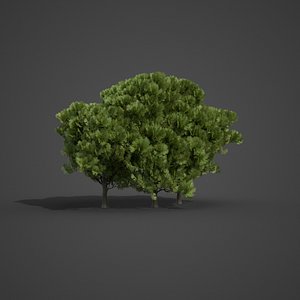 2021 PBR Western Red Cedar Collection - Thuja Plicata