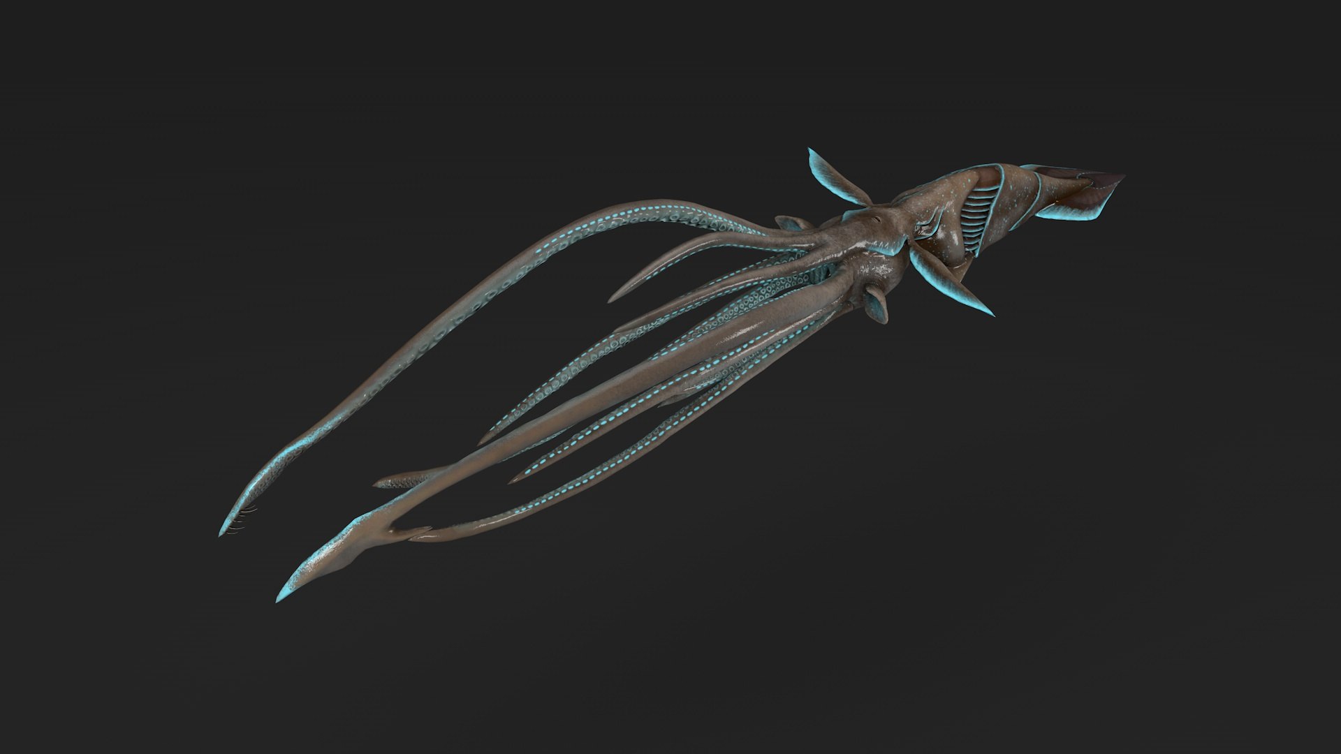 Squid 3D Model - TurboSquid 2404585