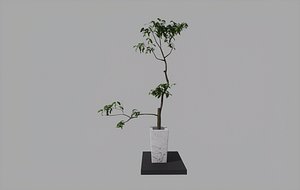 Zen bonsai