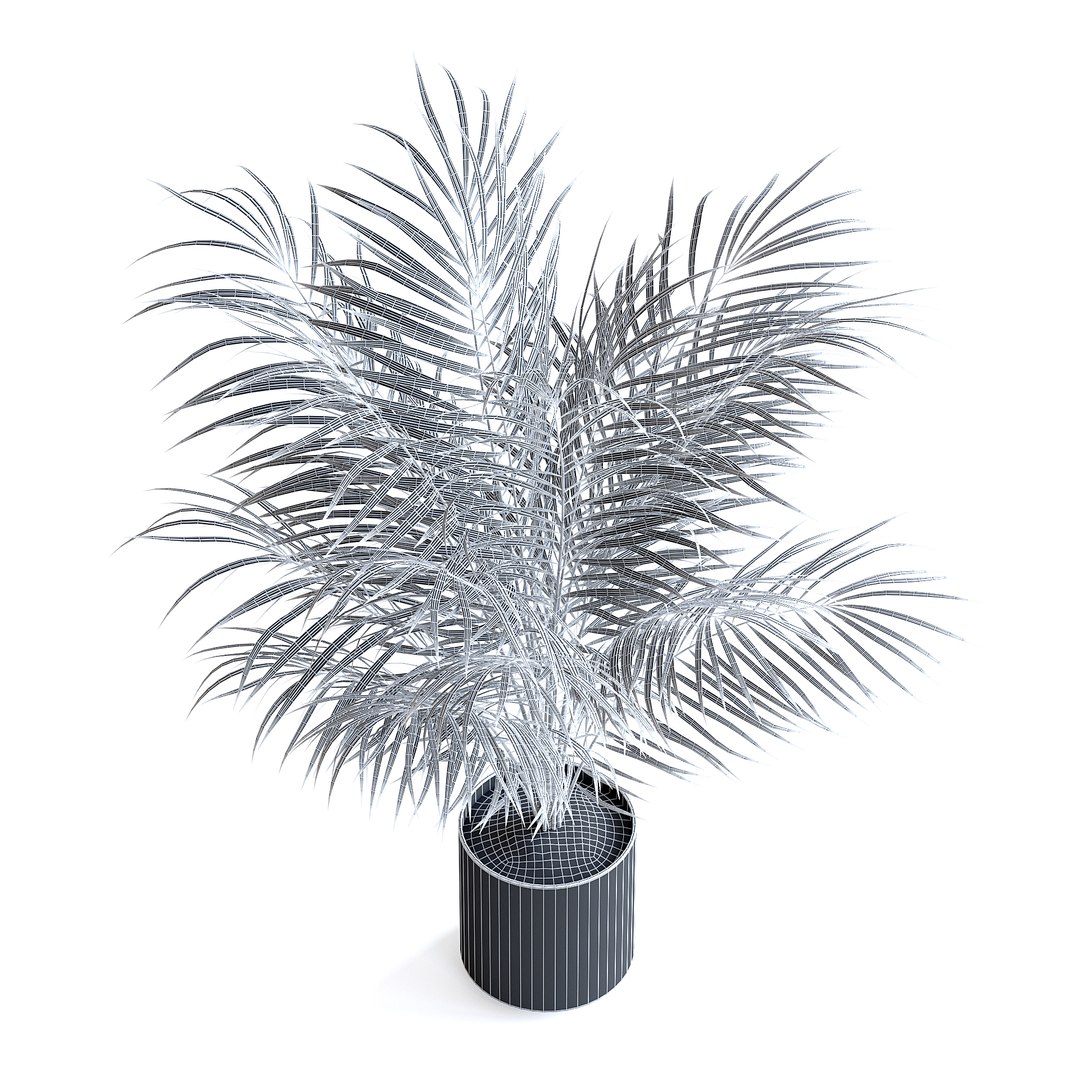 3D Areca Palm II model https://p.turbosquid.com/ts-thumb/7l/bnKLai/5i/151dgridcopy/jpg/1645385785/1920x1080/fit_q87/1a82fda84a4921fd94429bc228c95064c430adc8/151dgridcopy.jpg