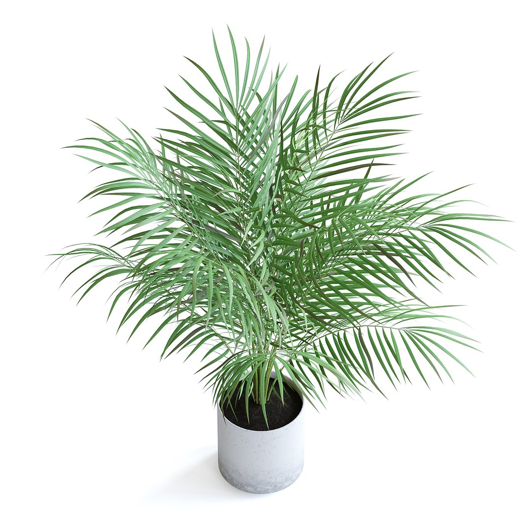 3D Areca Palm II model https://p.turbosquid.com/ts-thumb/7l/bnKLai/71/151ecopy/jpg/1645385791/1920x1080/fit_q87/9f1e5343f8f57cb52e21ad8fafa7bd3a9e27b815/151ecopy.jpg