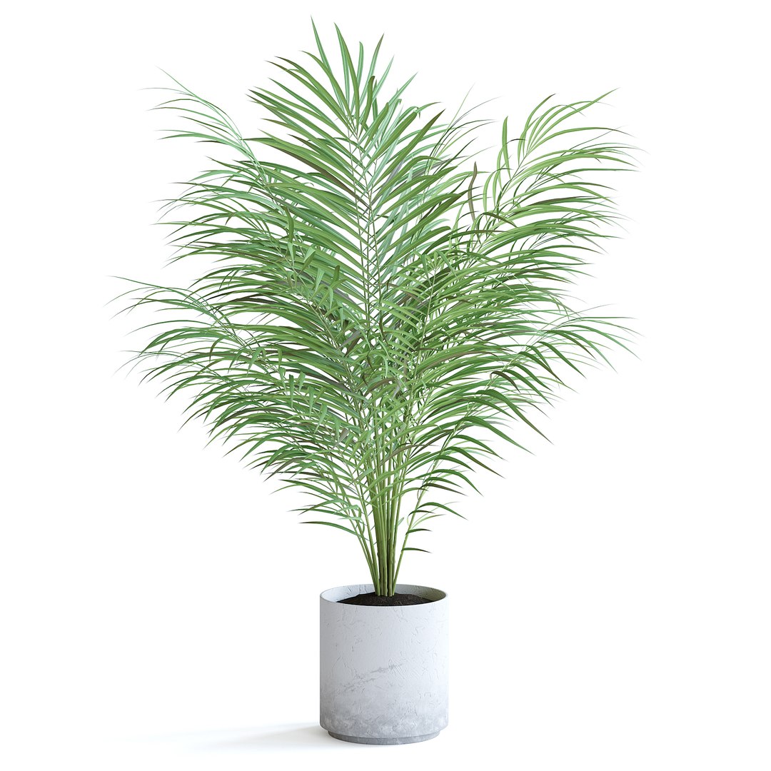 3D Areca Palm II model https://p.turbosquid.com/ts-thumb/7l/bnKLai/Bz/151ccopy/jpg/1645385781/1920x1080/fit_q87/d1dcecf397ec8b42ea21fe0805ae86140883685d/151ccopy.jpg