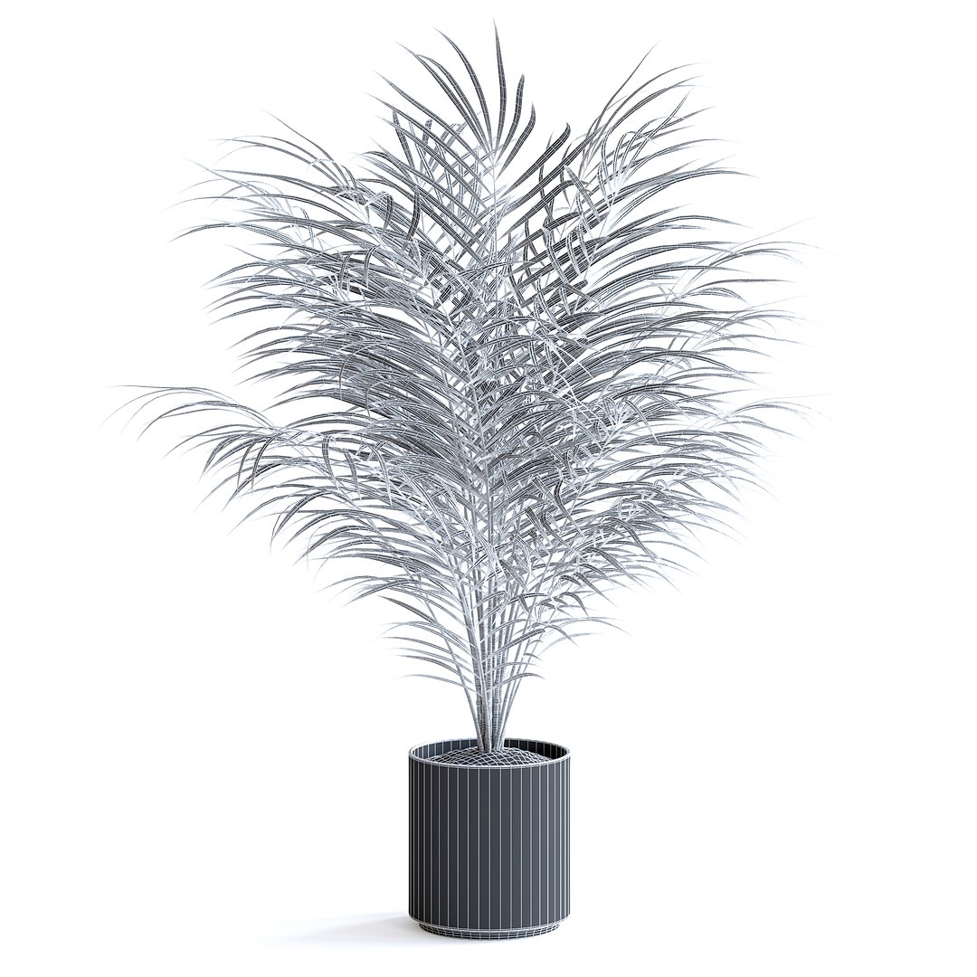 3D Areca Palm II model https://p.turbosquid.com/ts-thumb/7l/bnKLai/HD/151bgridcopy/jpg/1645385778/1920x1080/fit_q87/11dab3edffd84390d22873417251f52f76fdd26b/151bgridcopy.jpg