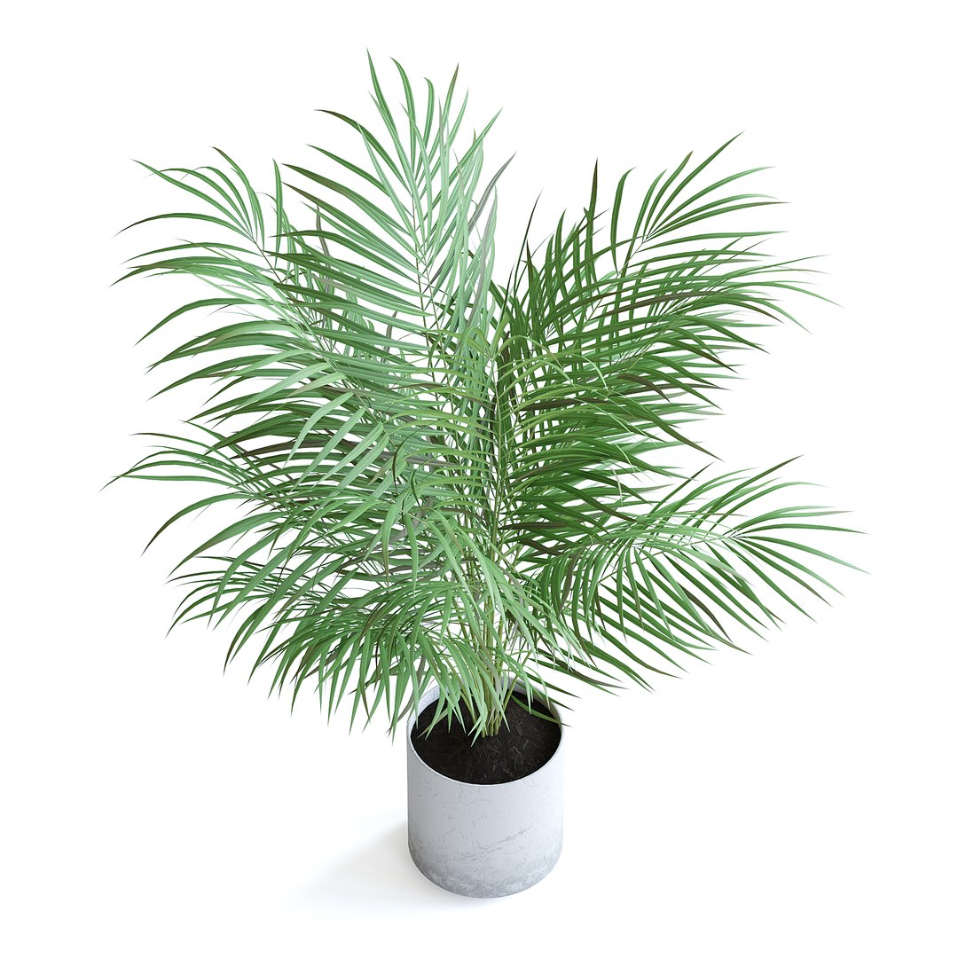 3D Areca Palm II model https://p.turbosquid.com/ts-thumb/7l/bnKLai/SR/151dcopy/jpg/1645385787/1920x1080/fit_q87/4ac2141cb899f53056ae963da9c3df5747738230/151dcopy.jpg