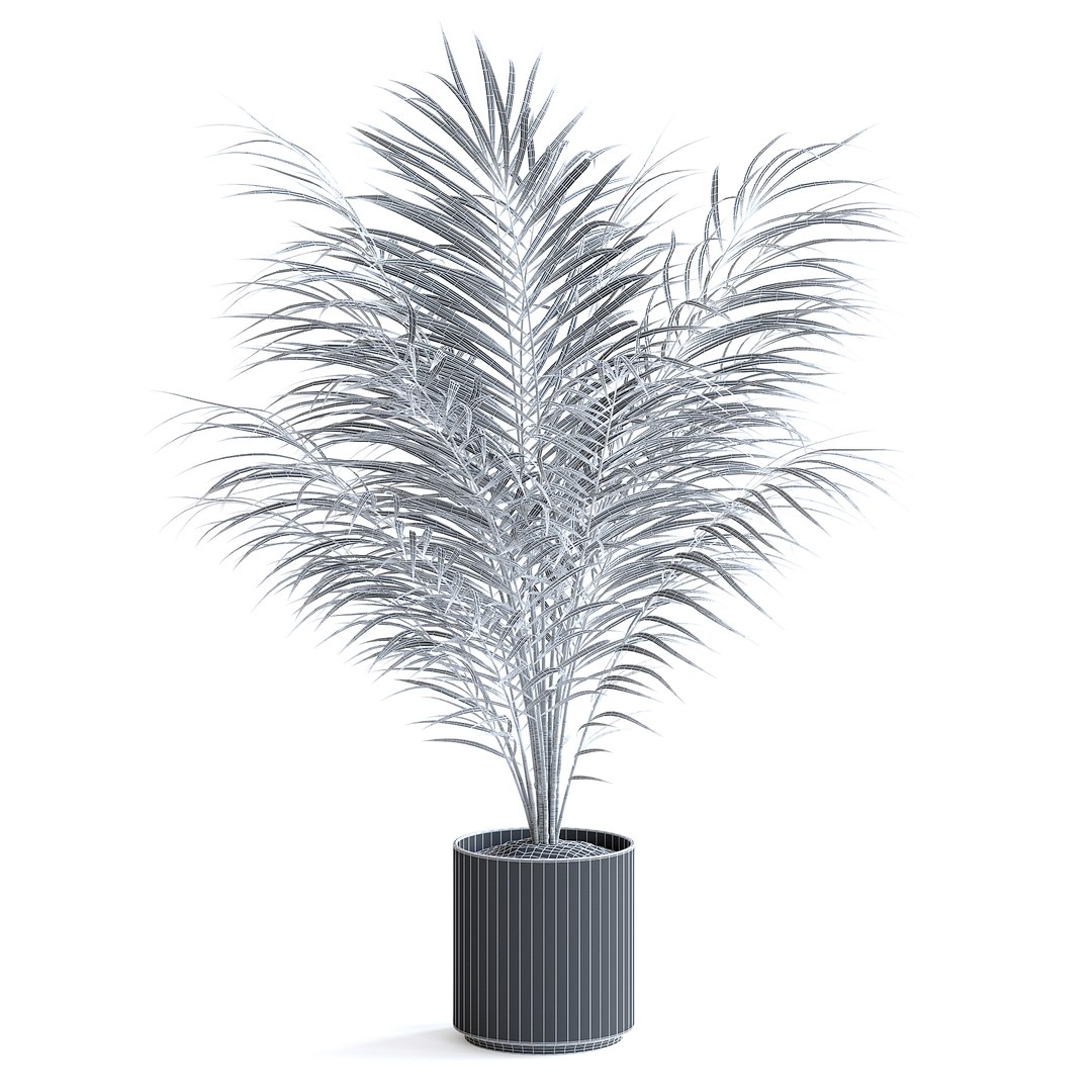 3D Areca Palm II model https://p.turbosquid.com/ts-thumb/7l/bnKLai/W5/151cgridcopy/jpg/1645385773/1920x1080/fit_q87/8e3de737915f3b6d2d655bbde47d5ed86b6bebef/151cgridcopy.jpg