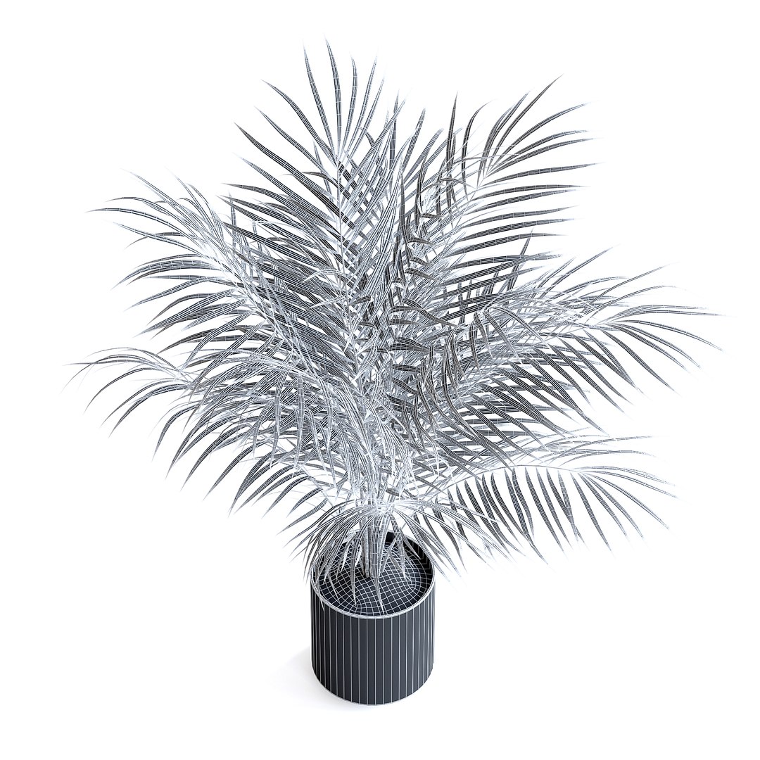 3D Areca Palm II model https://p.turbosquid.com/ts-thumb/7l/bnKLai/fF/151egridcopy/jpg/1645385786/1920x1080/fit_q87/021971097059025a0f819681db43ef6165294bdb/151egridcopy.jpg
