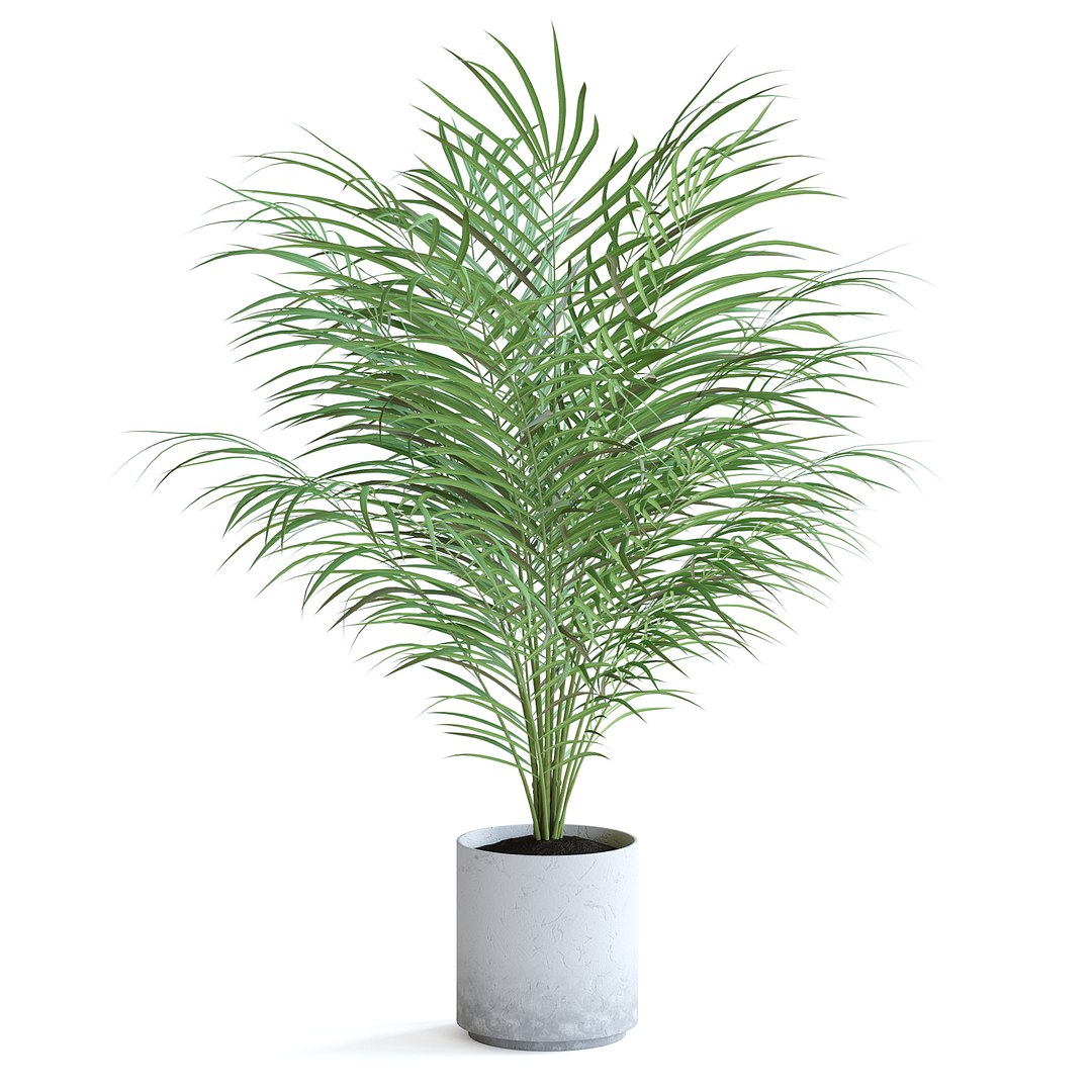 3D Areca Palm II model https://p.turbosquid.com/ts-thumb/7l/bnKLai/qx/151bcopy/jpg/1645385780/1920x1080/fit_q87/1f1c2bc966829d93dfd41c708b72ff4c942f751b/151bcopy.jpg