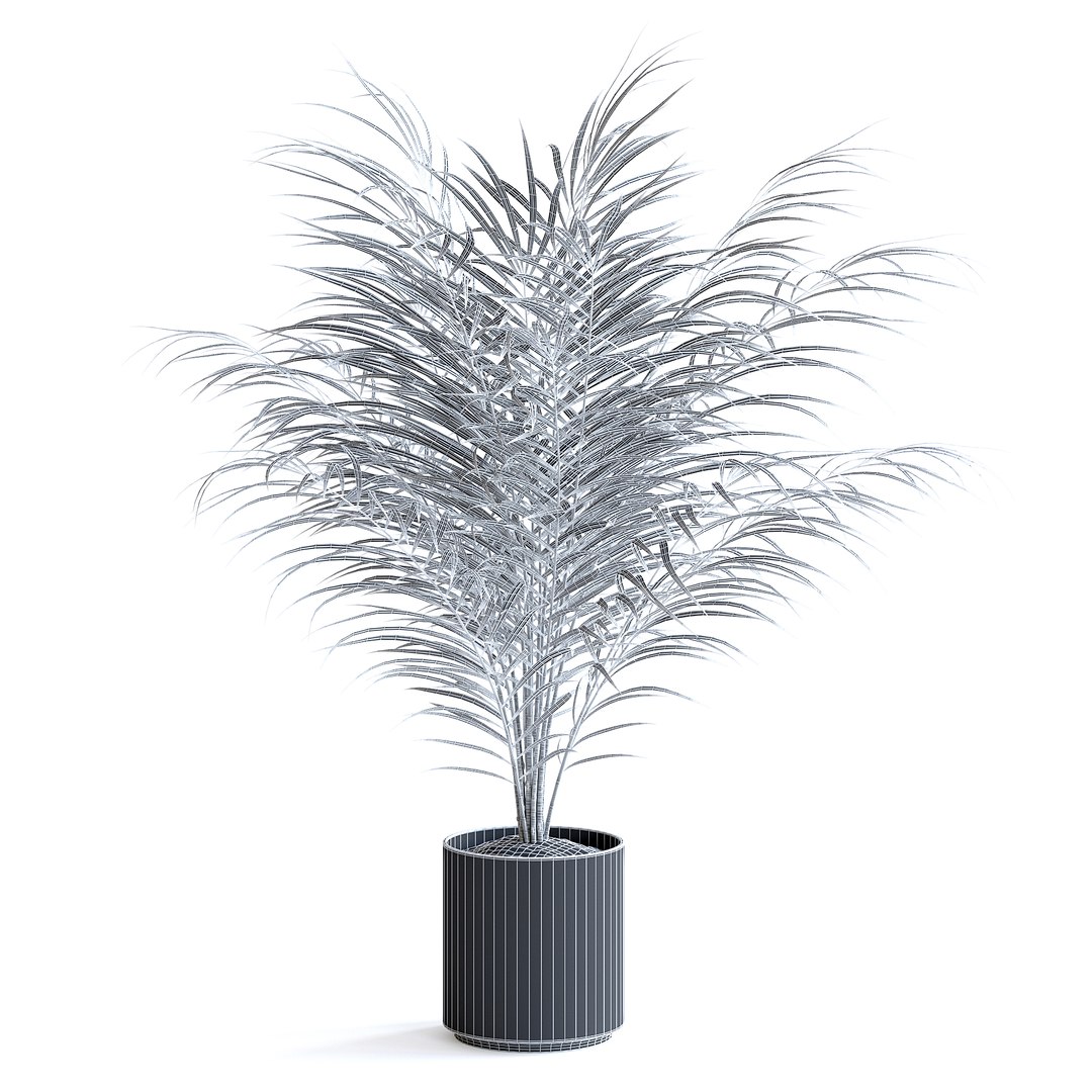 3D Areca Palm II model https://p.turbosquid.com/ts-thumb/7l/bnKLai/ve/151agridcopy/jpg/1645385771/1920x1080/fit_q87/91d47009ffb244253e52f28d4304d000e2b420a6/151agridcopy.jpg