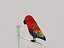 Parrot