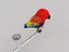 Parrot