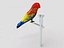 Parrot