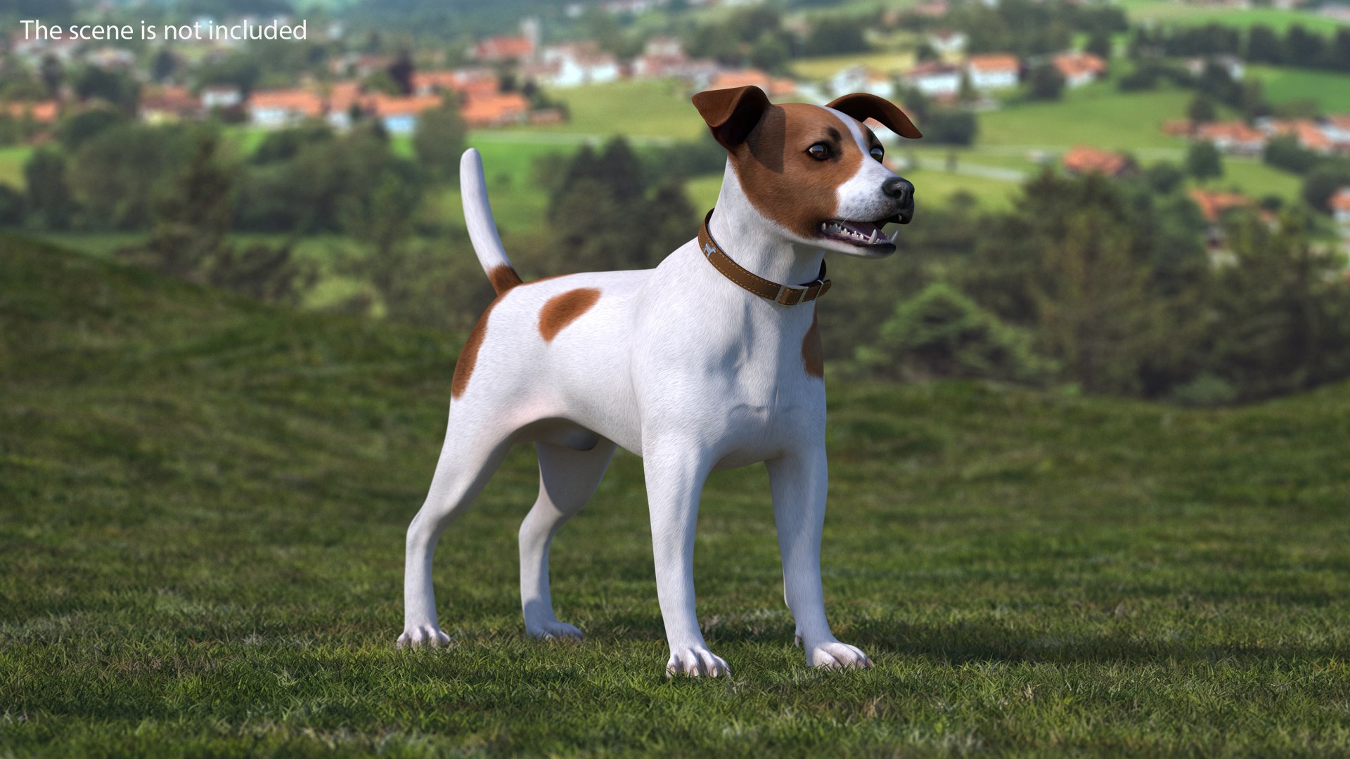 Spotted Jack Russell Terrier Rigged 3D model preview