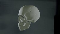 Anatomical Human Skull 3D Model