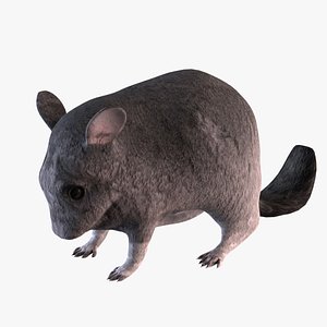 animal rodent mammal 3D model